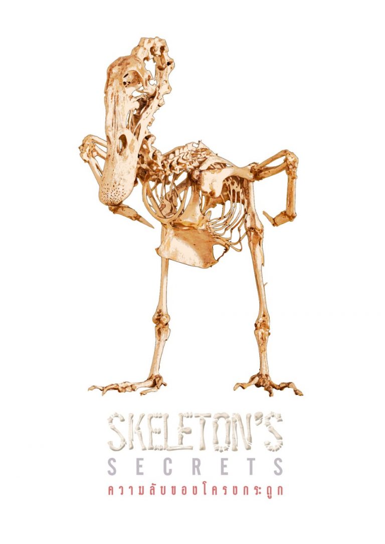 Exhibition @ Chula Museum “SKELETON’S SECRETS”