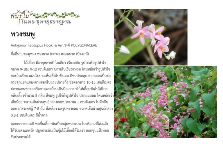 พันธุ์ไม้ในพระจุฑาธุชราชฐาน : พวงชมพู