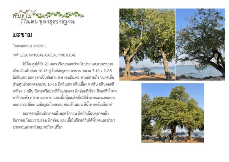 พันธุ์ไม้ในพระจุฑาธุชราชฐาน : มะขาม