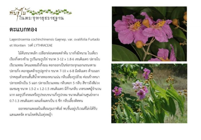 พันธุ์ไม้ในพระจุฑาธุชราชฐาน : ตะแบกทอง