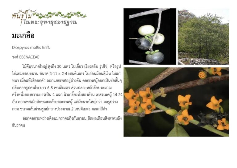 พันธุ์ไม้ในพระจุฑาธุชราชฐาน : มะเกลือ